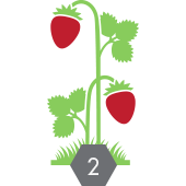 strawberry plant icon